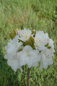 Blue Mountain Double Azalea